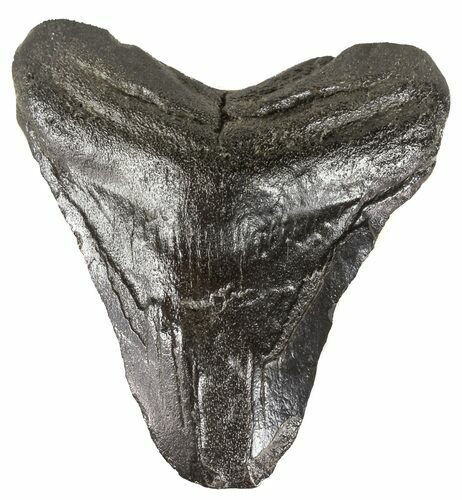 Bargain, Juvenile Megalodon Tooth - South Carolina #54130